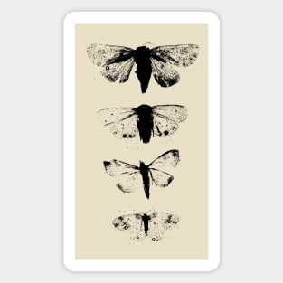 Black Moths Magnet